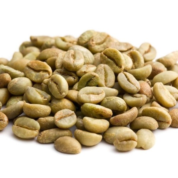 Screened green Robusta beans ready for export sampling